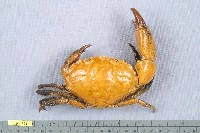藏品(哈氏肉哲蟹)的圖片